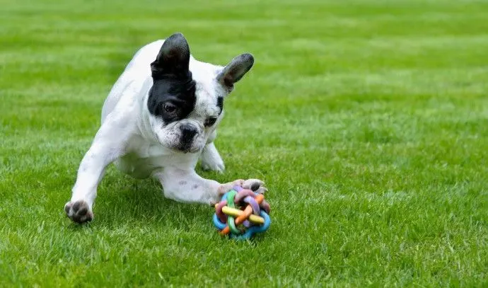 Doggie DNA Detectives on the Trail of Poop Scofflaws in Italian Province
